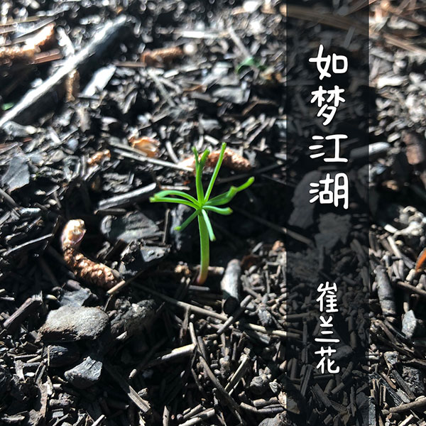崔兰花《如梦江湖》单曲封面.jpg